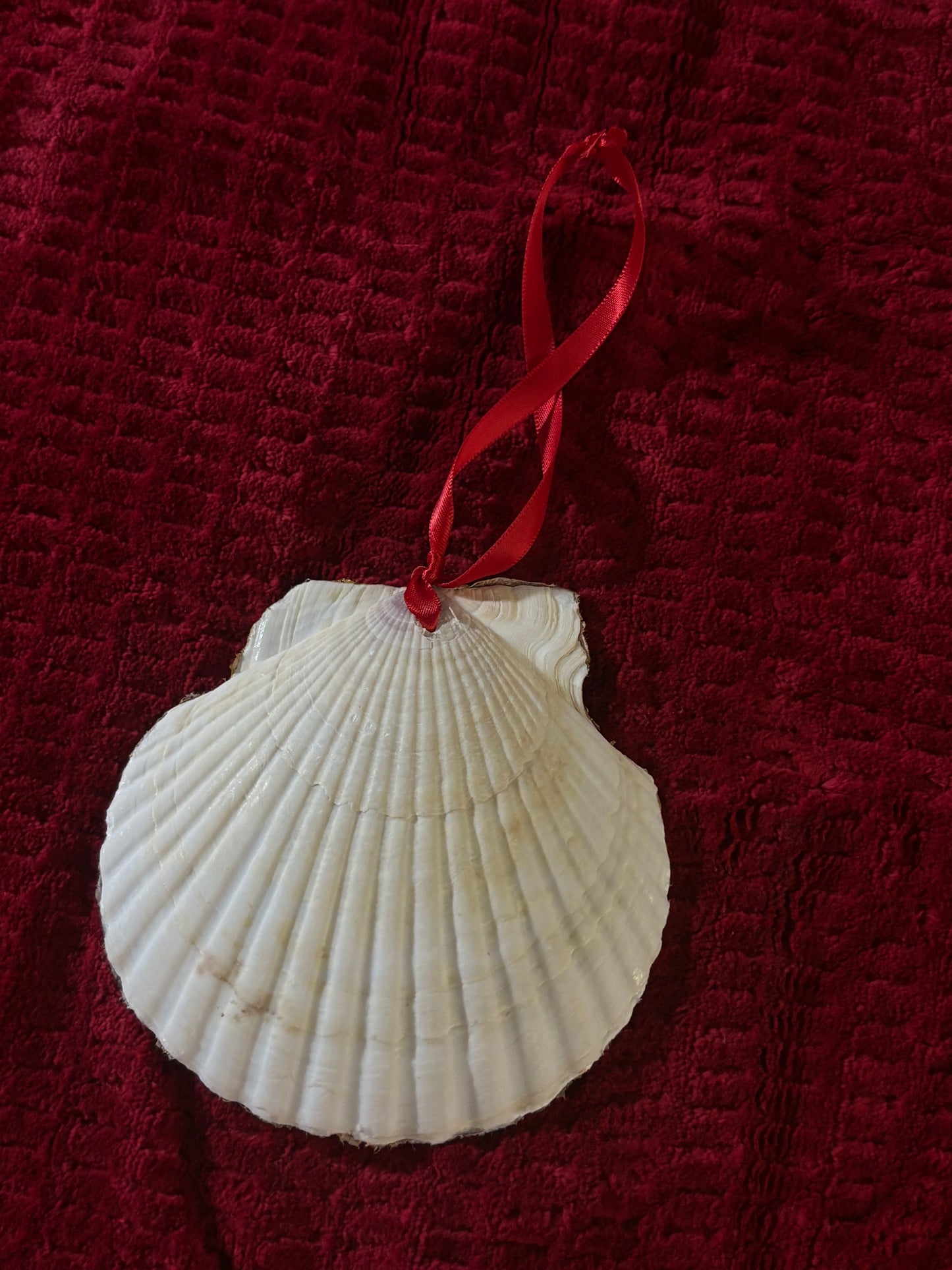 Scallop Shell Christmas Ornament
