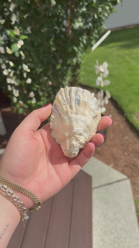 Martini Oyster Trinket